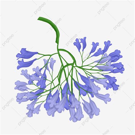 Jacaranda Flower Branch Flowers, Blue, Jacaranda, Flowers PNG ...