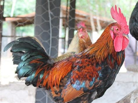 Cuidados aves e suínos devem ser redobrados em período de calor