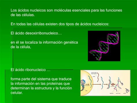 Solution Acidos Nucleicos Studypool