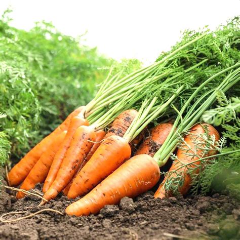 Buy Open Pollinated Carrot Seeds Online Heirloom Carrot Seeds