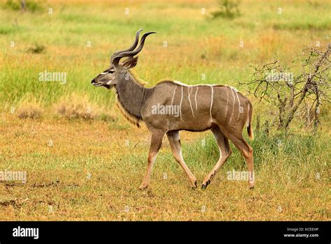 Beautiful kudu bull, with beautiful horns Stock Photo - Alamy