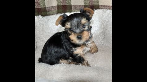 Yorkie Puppies 7 Weeks Old Youtube