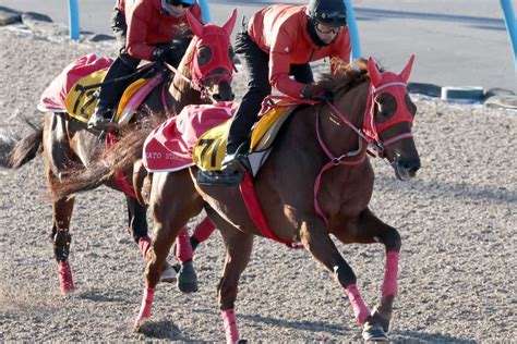 【根岸s ズバッと！言いたい放題】アドマイヤルプスに加藤征師手応え「やれる雰囲気」｜競馬ニュース｜競馬予想のウマニティ