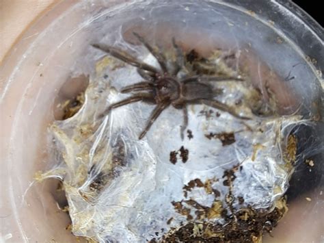 Phlogius Pseudo Crassipes Tarantula Adv Sling Maai Inverts