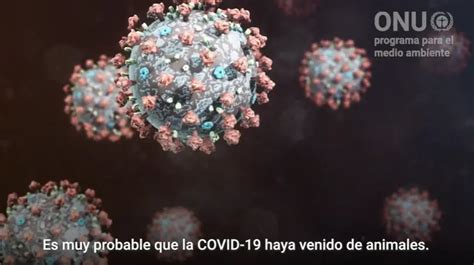 Coronavirus Y Medio Ambiente Una Relación Más Estrecha De Lo Que Pensamos