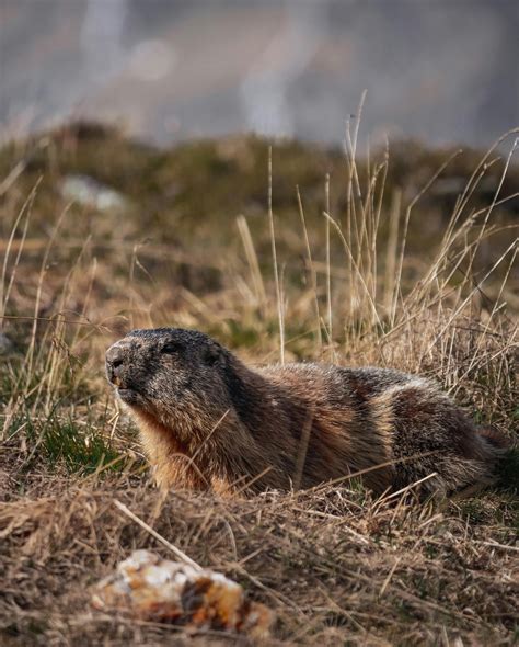 Woodchuck Photos, Download The BEST Free Woodchuck Stock Photos & HD Images