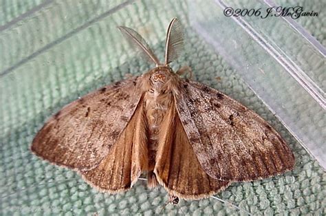 Male Gypsy Moth Lymantria Dispar Bugguidenet