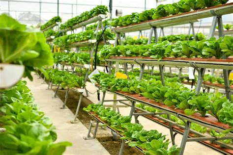 Can Aeroponics and Hydroponics Be Organic? – Small Scale Gardener