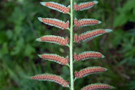 Polystichum acrostichoides (Christmas Fern)