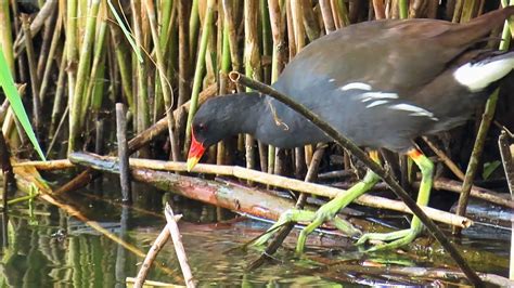 1845 Slípka zelenonohá Common moorhen Teichralle Waterhoen