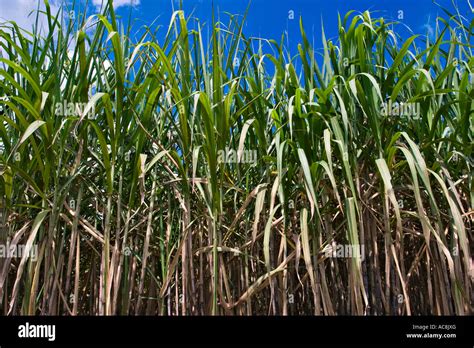 La caña de azúcar Saccharum officinarum Fotografía de stock Alamy