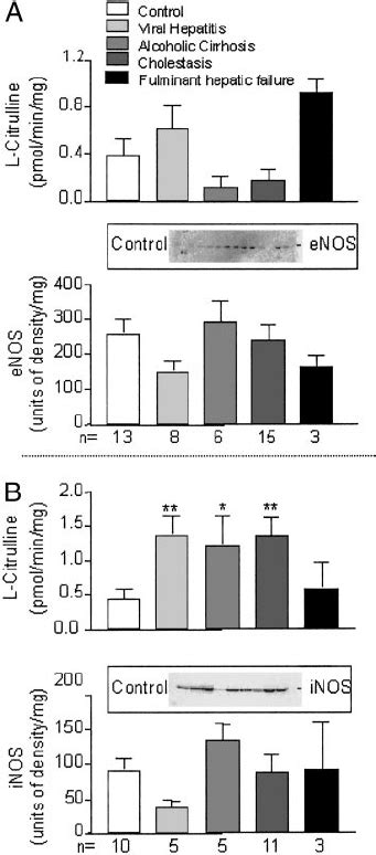 The Activity And The Corresponding Protein Expression Of Enos A And Download Scientific