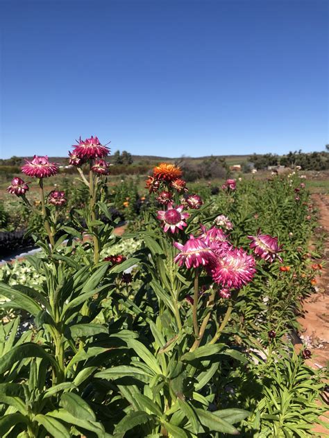 Come Buzz Around With Us NACC Northern Agricultural Catchments Council