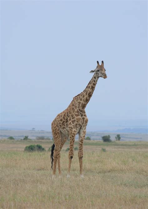 Giraffe Standing On Green Grass Field · Free Stock Photo