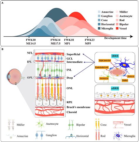 Frontiers Microglia The Breakthrough To Treat Neovascularization And