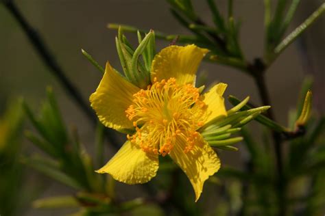 Native Florida Wildflowers Coastalplain St John S Wort Hypericum