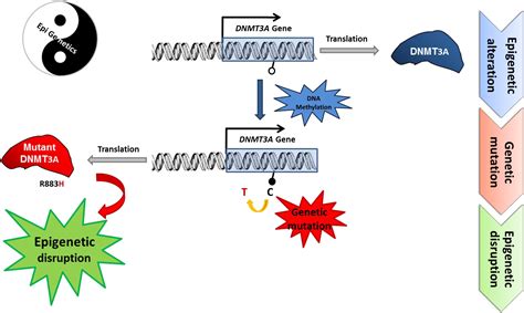 Cancer Genetics And Epigenetics Two Sides Of The Same Coin Cancer Cell