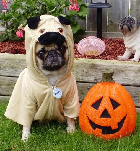 Pug Costume - DIY