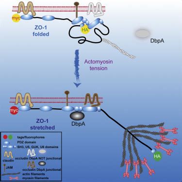 Tension Dependent Stretching Activates Zo To Control The Junctional