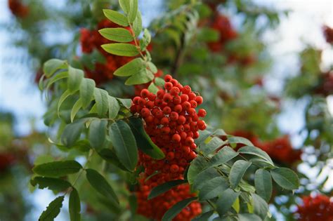 Easy Rowan Berry Jelly Recipe