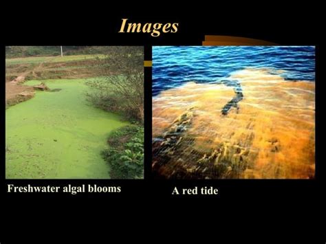 Algal Bloom Ppt