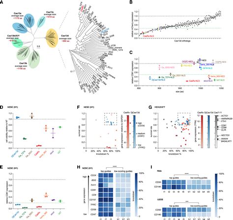 Deep Learning And CRISPR Cas13d Ortholog Discovery For Optimized RNA