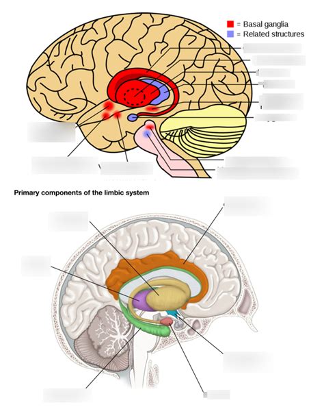 Diagram Of Neuroanatomy Quizlet