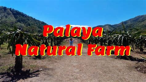 palaya natural farm rizal youtube