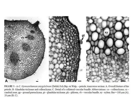 Anatomy of petiole