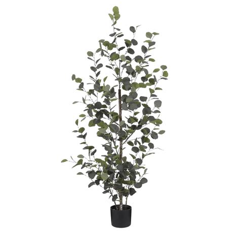 Planta Eucalyptus Nani Concept