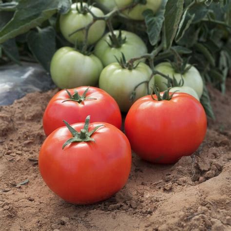 Graines potagères TOMATE DETERMINEE de plein champ BRAVENCE F1 PROSEM