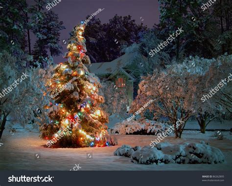 Christmas Tree Natural Lights Snow Free Hd Wallpapers