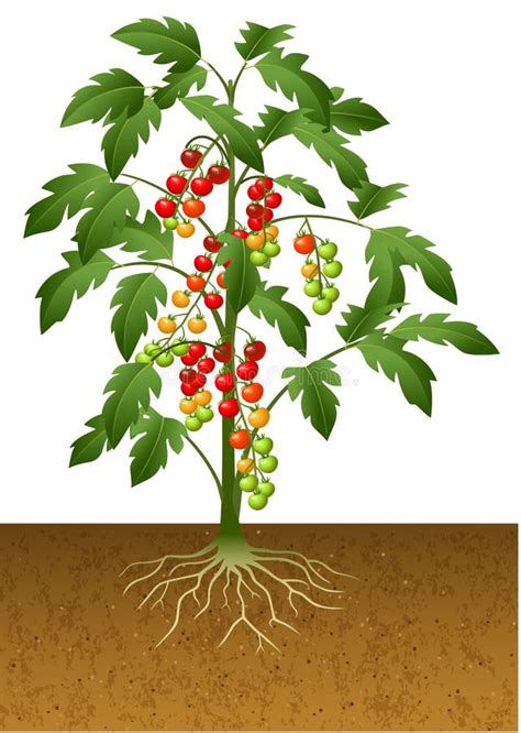 Planta De Tomate Con La Ra Z Bajo Tierra Ilustraci N Del Vector