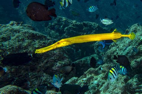 Scuba Diving Antigua Best Spots What To Expect Sandals