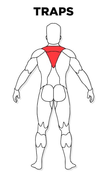 Premium Vector | Human traps muscle male anatomy model vector perfect ...