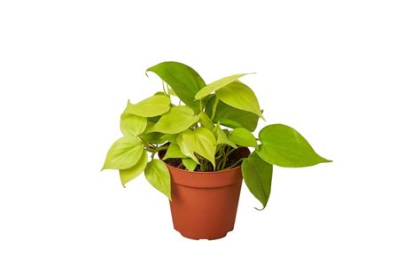 Philodendron Lemon Lime: A Complete Guide for Beginners - Plants Beginner