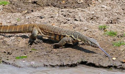 7 Of The Most Invasive Reptiles In Florida Wildlife Informer