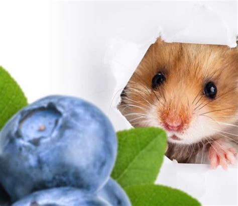 Can Hamsters Eat Blueberries Pet Care 4 All