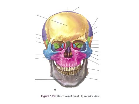 Axial Skeleton Diagram | Quizlet