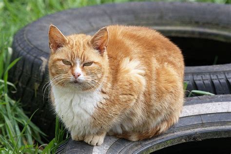 Orange Tuxedo Cat Tuxedo Cats Hd Wallpaper Pxfuel