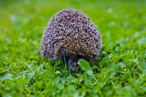 West European Hedgehog ,Erinaceus Europaeus.Young Hedgehog in Natural ...