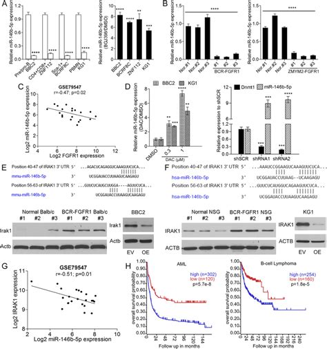 Relative Expression Levels A Left Of Mir B P In Bbc Cells