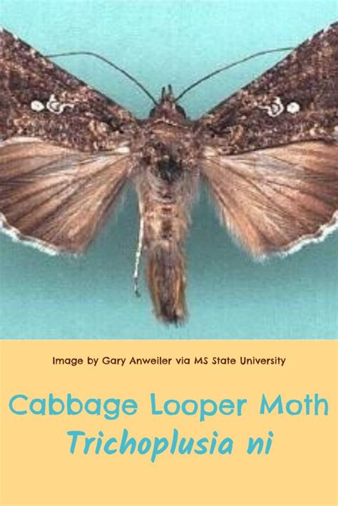 Cabbage Moth Control: Prevention and How to Get Rid of It - GardensAll