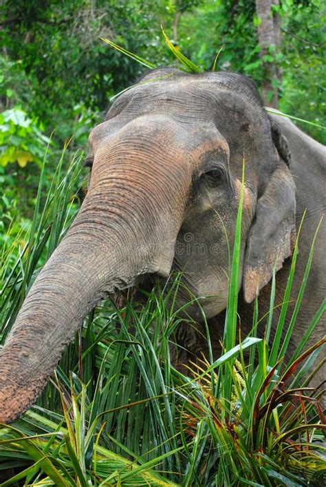 Asiatischer Elefant Stockfoto Bild Von Nahaufnahme Frau 11672926