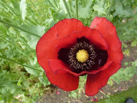 Opium Poppy Flowers Papaver Somniferum Opiate Addiction And Treatment Resource