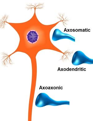 Synapse Formation - Understanding Context