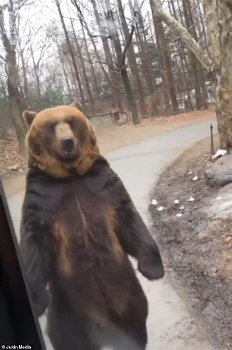 Shocking footage shows bear forced to walk on hind legs for tourists ...