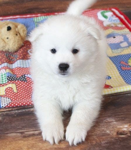 American Eskimo Dog Puppies For Sale | Tallahassee, FL #295125