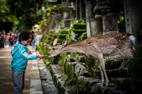 Heres How To Visit Nara Deer Park — Wondertrunk And Co