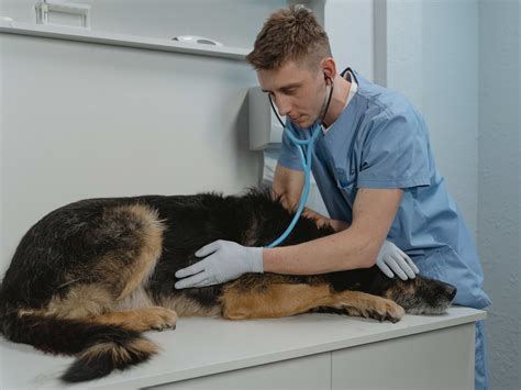 how to tell if dog has worms 2